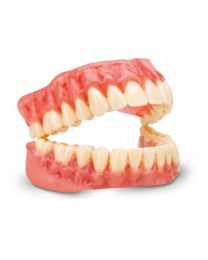 Kulzer - dima Print - Denture Teeth - (1 kg)